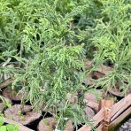 Kryptoméria japonská (Cryptomeria japonica) ´RASEN´ - výška 50-70 cm, kont. C3L